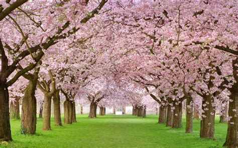 Spring Trees HD Wallpapers - Wallpaper Cave