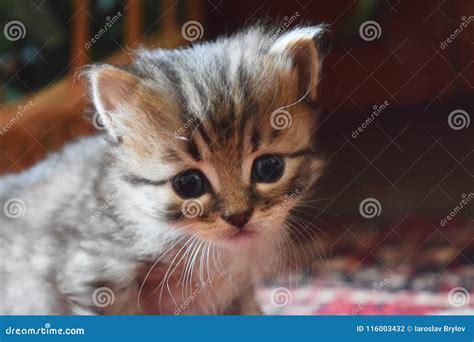 Cut baby kitten playing stock photo. Image of kitty - 116003432