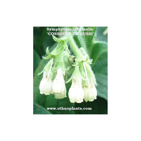 Comfrey seeds for sale (Symphytum officinale)