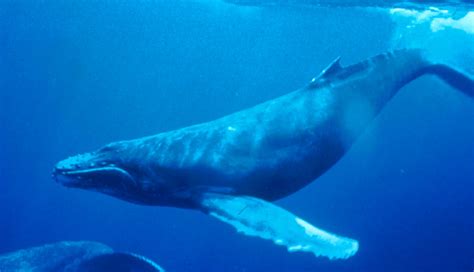 Humpback whale - Wikipedia