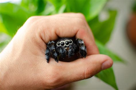 Cute Jumping Spider Water Drop