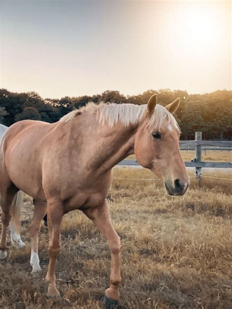 Palomino | Palomino horse, Rodeo horses, Palimino horses