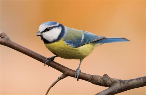 Blue tit | bird | Britannica