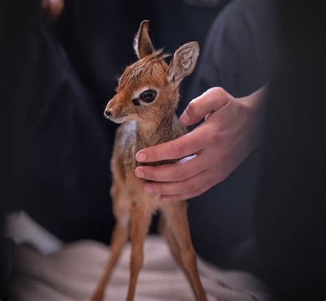 Tiny Orphaned Dik-dik Hand-reared at Chester Zoo | Dik dik, Chester zoo ...