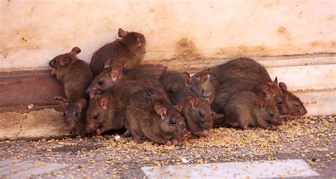 What Attracts Rats To Your House? | Wallace Pest Control