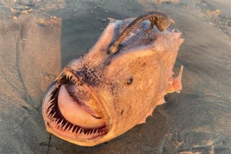 Footballfish Washes Up On US Beach