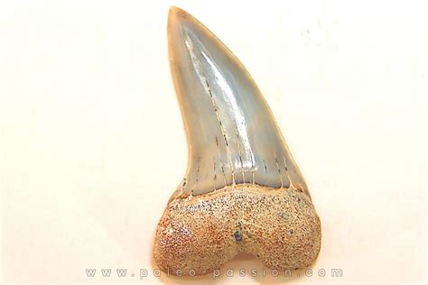 shark tooth: ISURUS PLANUS Miocene Bakersfield, California - USA