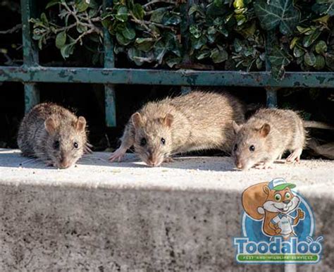 Rat Removal | Effective and Economical Rat Removal in Canada