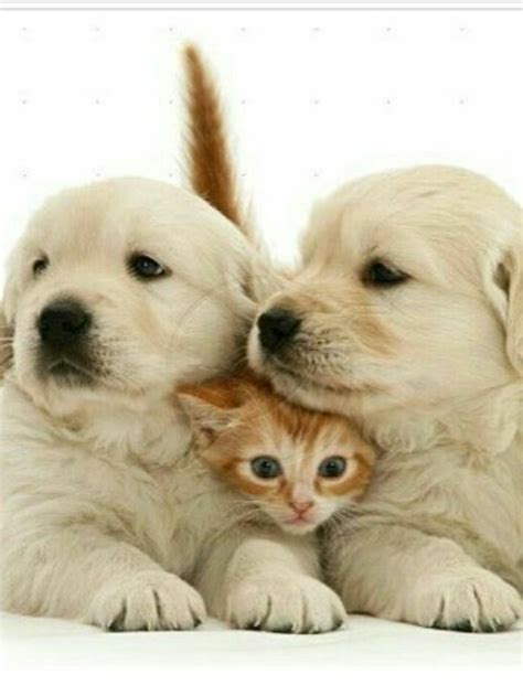 Pin by 𝓑𝓵𝓾𝓮🩵𝓡𝓸𝓼𝓮 II on ℓιкє ∂σg'ѕ & ¢αт'ѕ | Cute cats and dogs, Cute ...