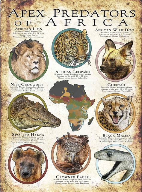 Apex Predators of Africa Poster Print