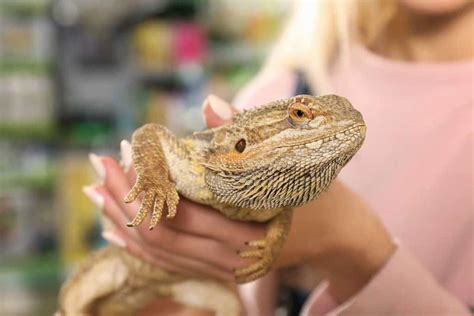 Bearded Dragon Care Guide for Beginner Herpers