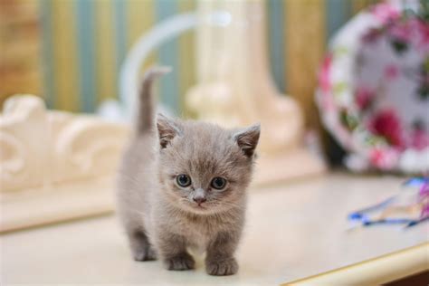 Best Small Cats: The Consensus Top 5 Little Breeds According To Experts