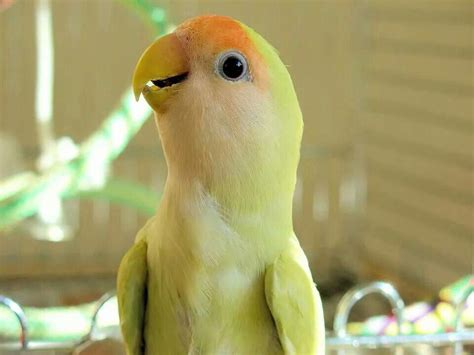 Super cute lovebird | Best pet birds, Pet birds, Love birds