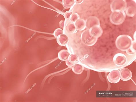 Fertilisation of egg cell with spermatozoa, digital illustration ...