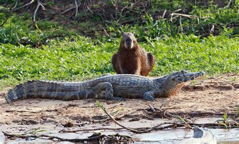 How Does Capybaras Relate With Humans and Other Animals?