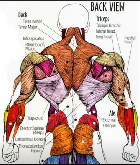 Pin by Gene Brzozowski on Fitness | Muscle anatomy, Human body muscles ...