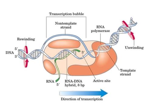 Molecular basis of inheritance by mohanbio