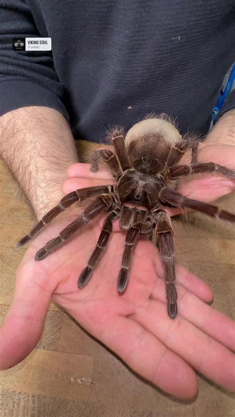 The Goliath bird-eating tarantula is a true giant of the spider world ...