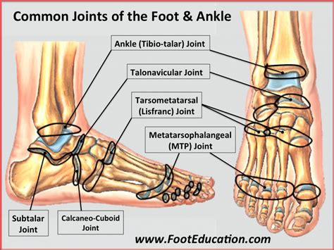 Bones and Joints of the Foot and Ankle Overview - FootEducation