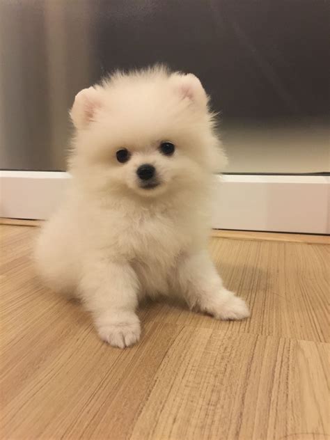 Pomeranian Puppies For Sale | Miami, FL #329941 | Petzlover