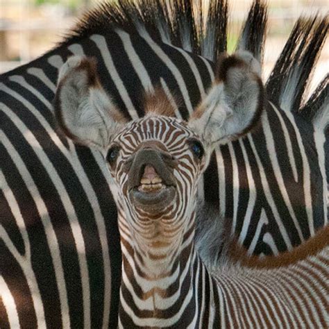 Yipes! Stripes! It's a Rare Grevy's Zebra Foal! - ZooBorns