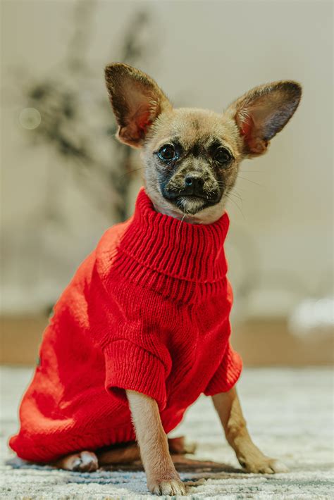 Adorable chihuahua wearing clothes in flat · Free Stock Photo