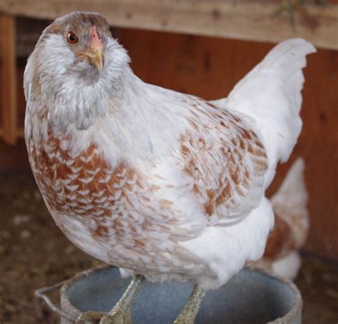 White Araucana Hens