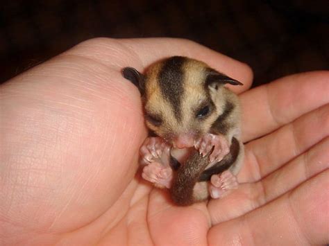 3 of the Best Small Exotic Pets to Own | PetHelpful