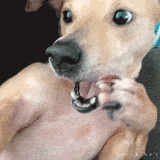 Sneezing dog (GIF). The anticipation... | Funny Animal GIFS | Pinterest