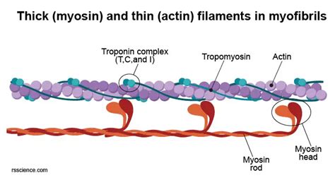 Cardiomyocytes (Cardiac Muscle Cells) - Structure, Function, Cell ...