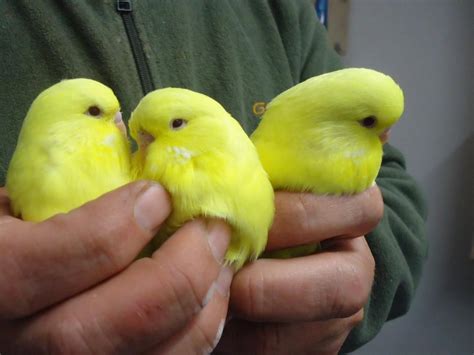 Baby exhibition Lutino budgies Kingswinford, Dudley