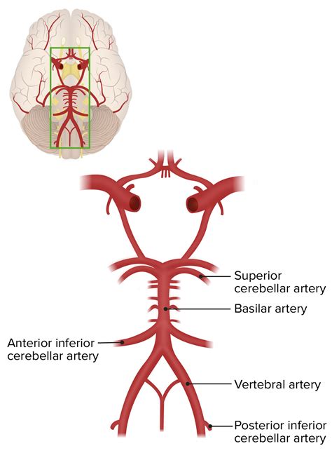 Blood circulation model Human arterial venous cardiac cerebrovascular ...