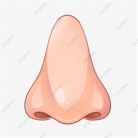 รูปFlesh Nose Human Nose Nose Illustration Decorative Nose PNG , Three ...