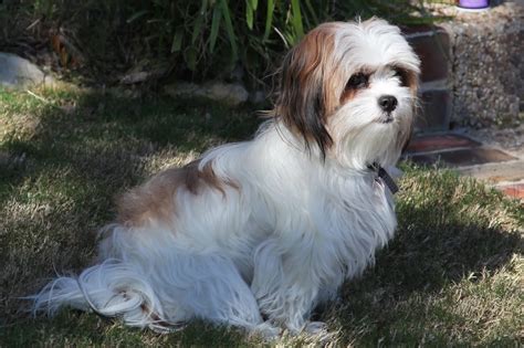 adult maltese shih tzu dog pictures