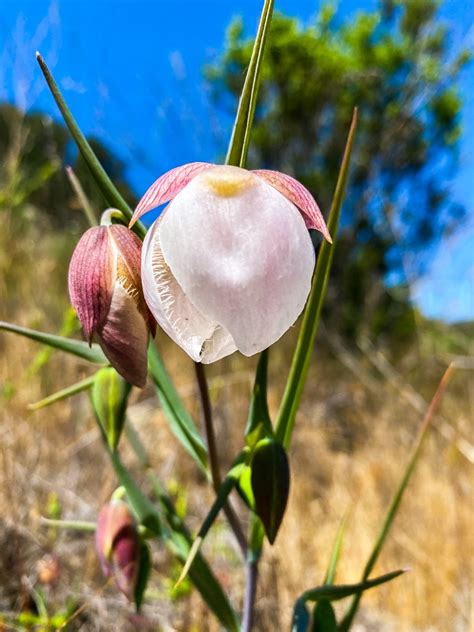 Calochortus albus Calflora