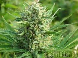 Strain-Gallery: Skywalker Kush (New420Guy Seeds) PIC #14121655631347833 ...