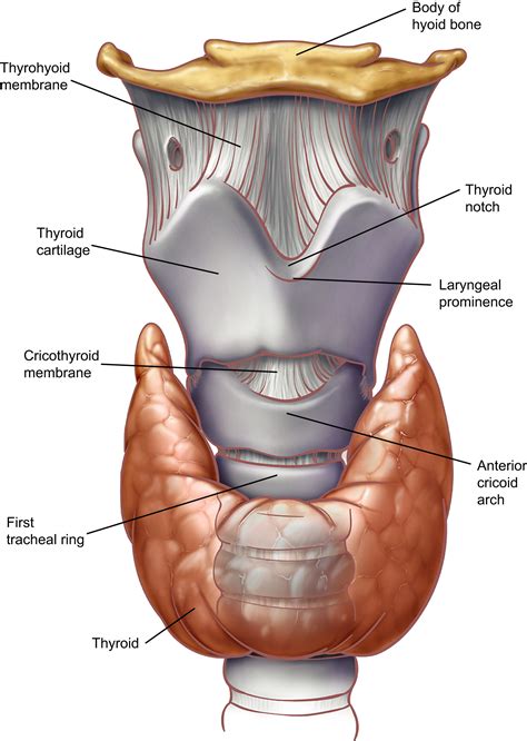 Anatomy of the Neck and Cervicothoracic Junction - Thoracic Surgery Clinics