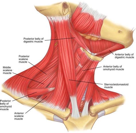 Image result for neck muscles | Neck muscle anatomy, Muscle anatomy ...