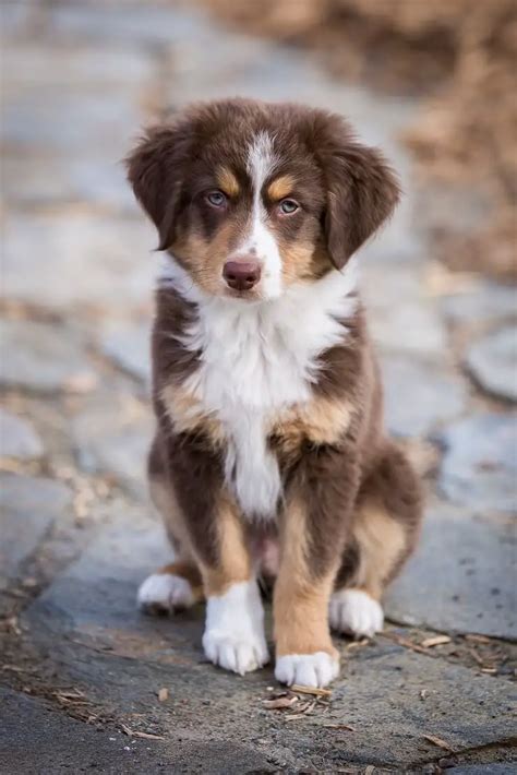 How Big Do Miniature Australian Shepherds