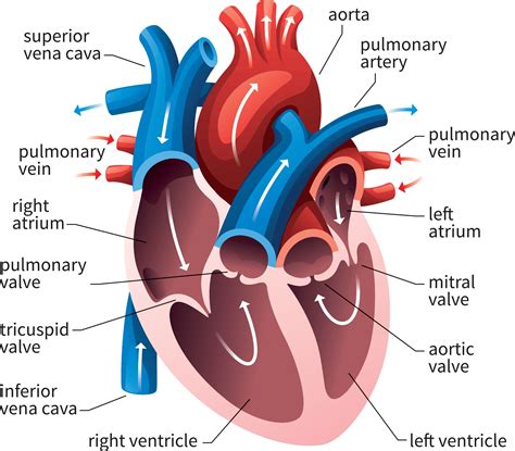 Basic Anatomy of the Human Heart - Cardiology Associates of Michigan ...