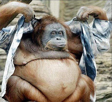 Funny fat monkey pictures ~ Funny Wallpaper