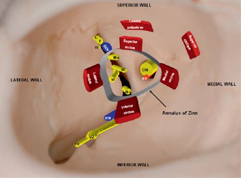 Superior Orbital Fissure Cranial Nerves