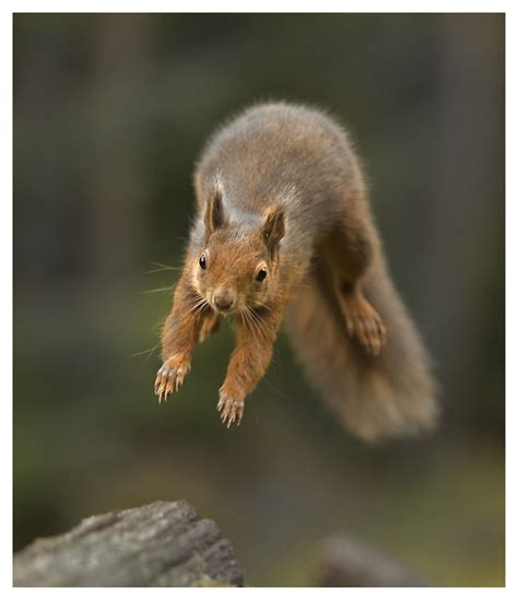 jumping squirrel | great fun to try and capture! I will spen… | Flickr