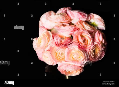 Close up of Bouquet of Pink Persian Buttercup Flowers Stock Photo - Alamy