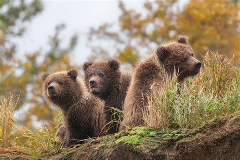 bear cubs by Siyu and Wei Photography