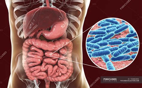 Digital illustration of Lactobacillus bacteria in human body ...