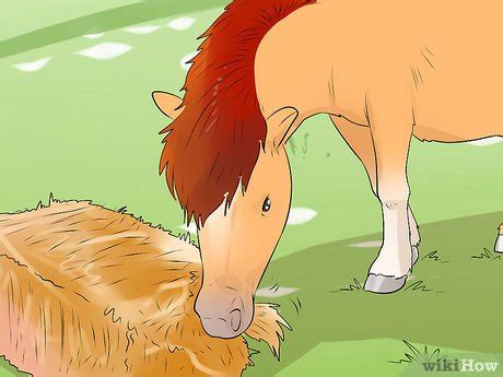 How to Care for a Miniature Horse (with Pictures) - wikiHow