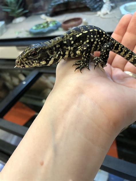 Identification request. Details in comments! : r/Tegu