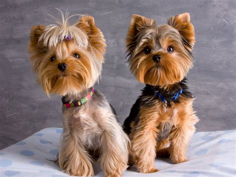 cutest yorkies other than mine :) | Щенки йоркширского терьера, Йоркшир ...