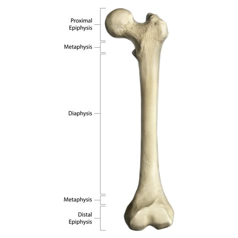 Gross anatomy of a long bone, using a femur with annotations Poster ...